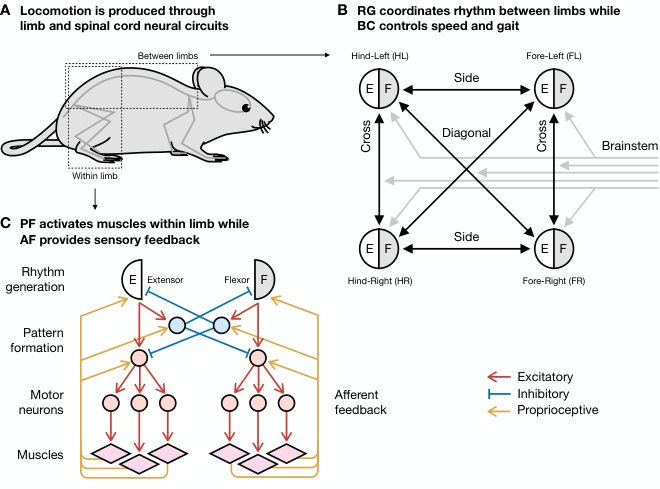 Quadruped NCAP — 論文の図版