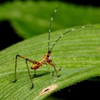 Sound Classification of Four Insect Classes — 論文の図版