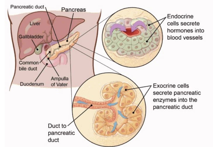 pNET CECT Dataset and Slice-Wise Weight Loss — 論文の図版