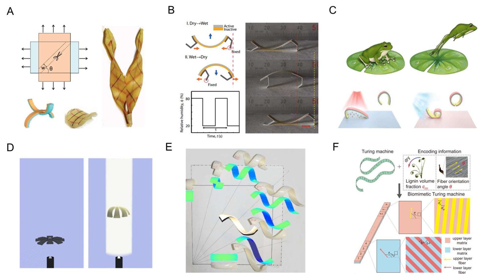 Discrete Elastic Rod bilayer simulator — 論文の図版