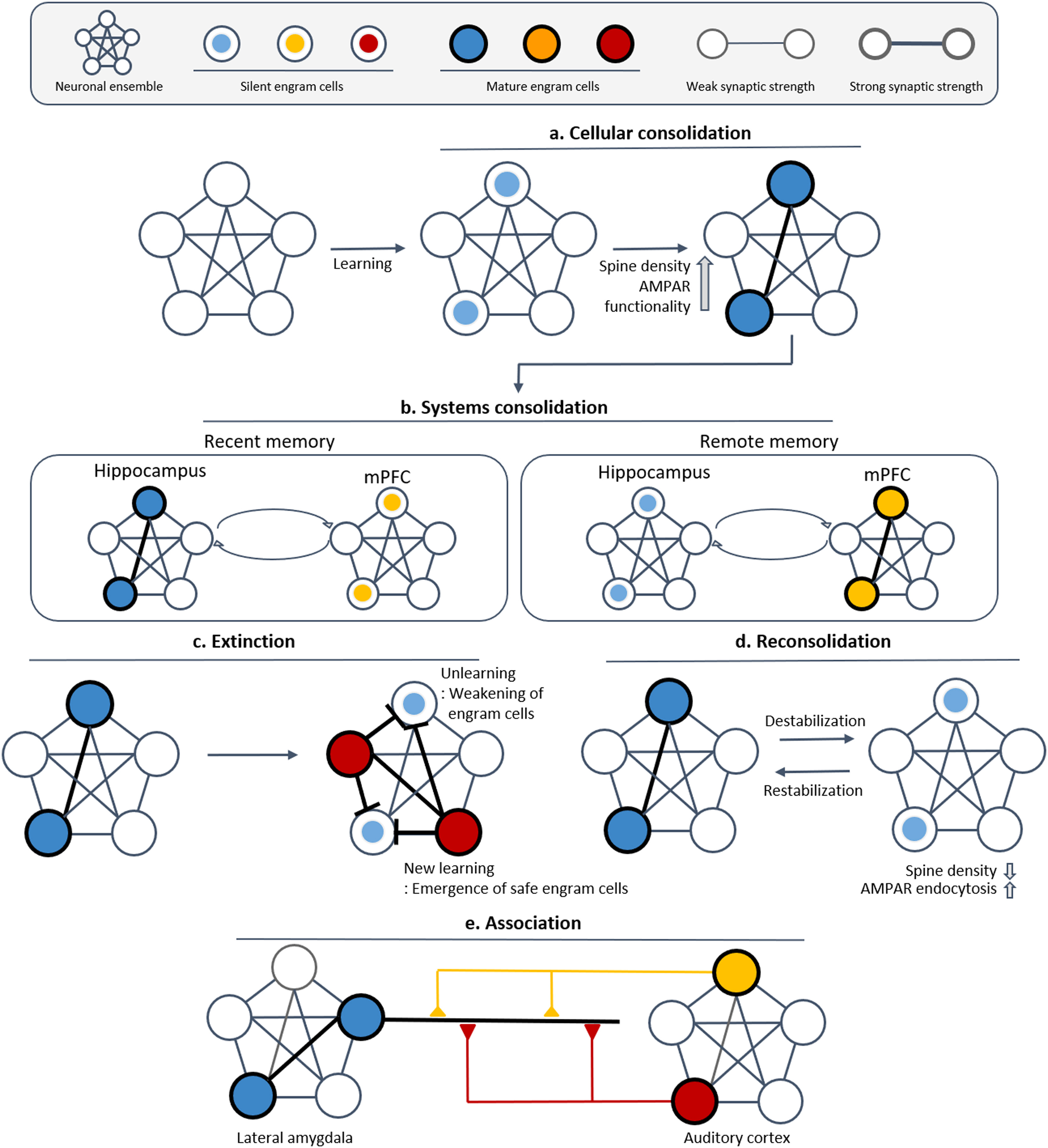Engram Memory Encoding and Retrieval — 論文の図版