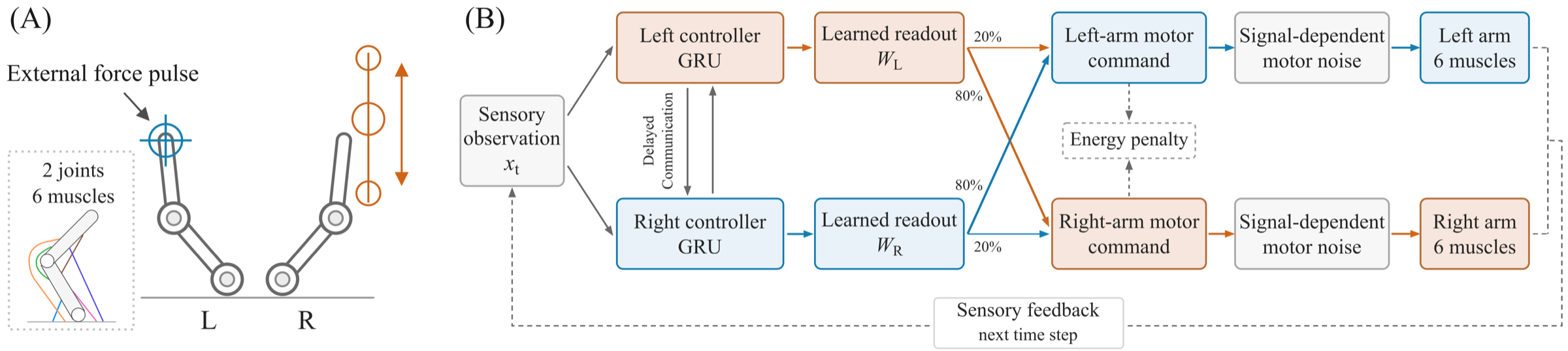Functional Specialisation for Bimanual Control — 論文の図版